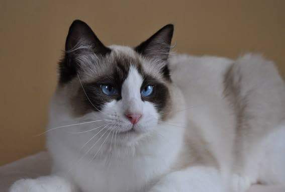 Our Ragdoll King Cat in Mississippi- Mystic Ragdolls